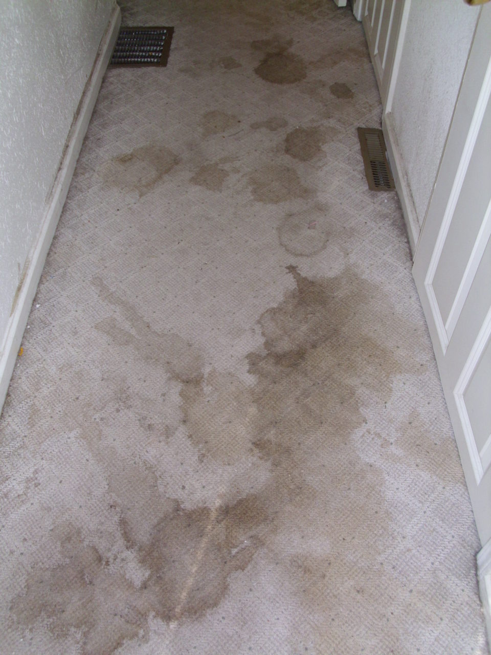 hallway with grungy stained carpet Before & after photos